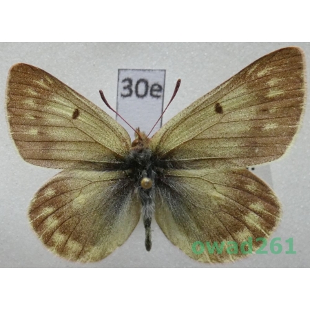 Colias cocandica Erschoff, 1874 Tadjikistan30e